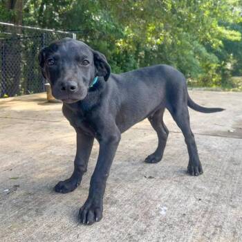 Mixed Breed Dogs Available for Adoption in Groveland, Massachusetts - Bubba Bing | PetCurious