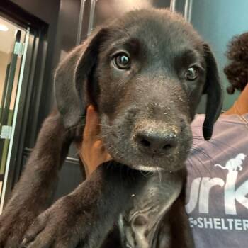 Myles 22486 -  Labrador Retriever and Mixed Breed Dog for Adoption in Cumming, Georgia - Myles 22486 | PetCurious