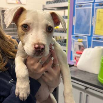 Terrier Dogs Available for Adoption in Montgomery, Alabama - Queen | PetCurious
