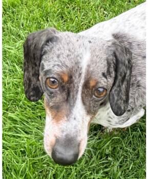 Dachshund Dogs Available for Adoption in Portland, Oregon - Bodie | PetCurious