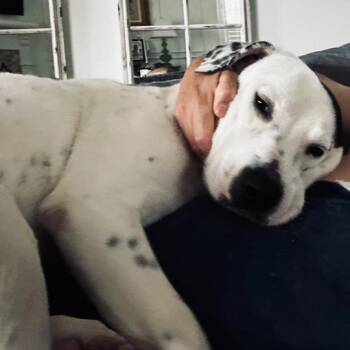 Terrier and Hound Dogs Available for Adoption in Carencro, Louisiana - Ms. Dottie | PetCurious