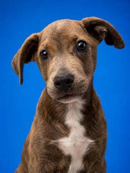 RIGBY -  Mixed Breed Dog for Adoption in Jacksonville, Florida - RIGBY | PetCurious