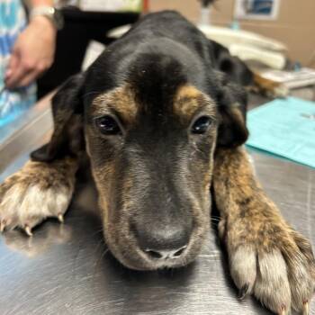 Blossom -  Labrador Retriever and American Foxhound Dog for Adoption in Newport, North Carolina - Blossom | PetCurious