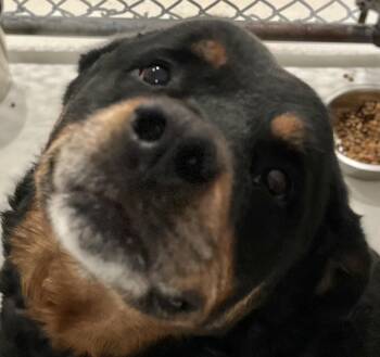 Rottweiler Dogs Available for Adoption - Duke | PetCurious