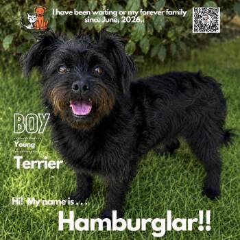Hamburglar -  Terrier Dog for Adoption in Westminster, California - Hamburglar | PetCurious