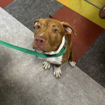 Collins -  Mixed Breed Dog for Adoption in Philadelphia, Pennsylvania - Collins | PetCurious