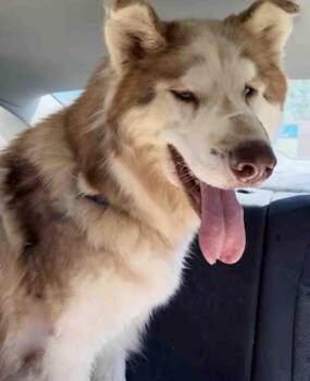 Freddie -  Alaskan Malamute Dog for Adoption in Walnut Creek, California - Freddie | PetCurious