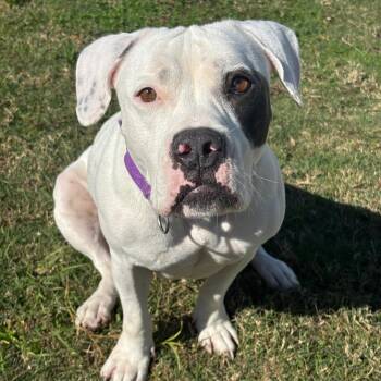 Pit Bull Terrier Dogs Available for Adoption - Cup | PetCurious