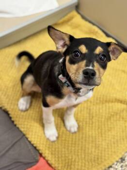 Rescue Mixed Breed Dogs for Adoption in Hackensack, Minnesota - Debbie | PetCurious