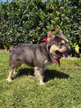 Vito Frenchalini -  French Bulldog Dog for Adoption in Mission Viejo, California - Vito Frenchalini | PetCurious
