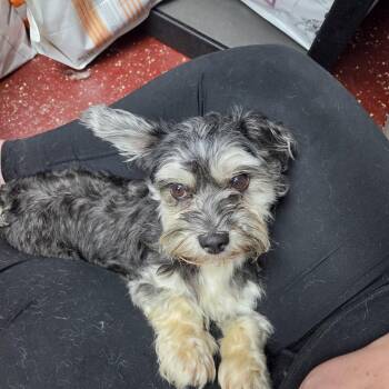 Reeve -  Yorkshire Terrier Dog for Adoption in Fargo, North Dakota - Reeve | PetCurious