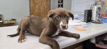 Australian Shepherd Dogs Available for Adoption - Princess | PetCurious