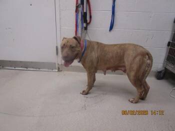 Ivy (22) -  Pit Bull Terrier Dog for Adoption in Marietta, Georgia - Ivy (22) | PetCurious