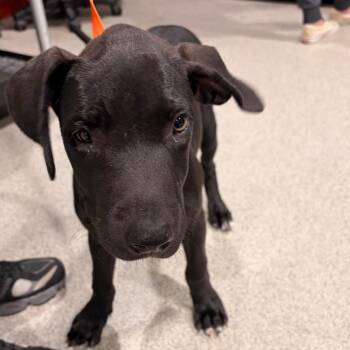 Tessa -  Hound and Mixed Breed Dog for Adoption in Tampa, Florida - Tessa | PetCurious