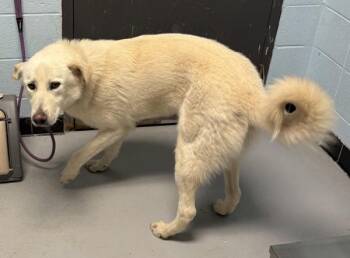 Shepherd Dogs Available for Adoption - Pen 153 Owl | PetCurious