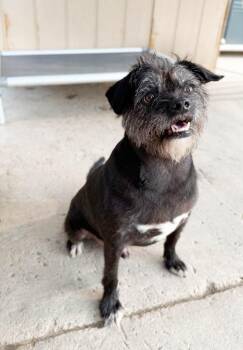 Campo -  Terrier Dog for Adoption in Severance, Colorado - Campo | PetCurious