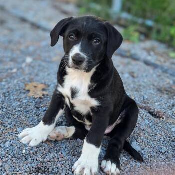 Sassafras -  Mixed Breed Dog for Adoption in Glenfield, New York - Sassafras | PetCurious