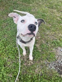 Rescue Mixed Breed Dogs for Adoption in Scott, Louisiana - Pocco | PetCurious