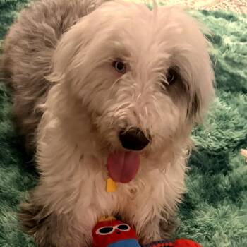 Old English Sheepdog and Poodle Dogs Available for Adoption in San Francisco, California - Wasabi  | PetCurious