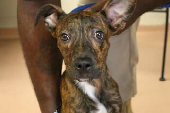 CRICKET -  Mixed Breed Dog for Adoption in Columbia, South Carolina - CRICKET | PetCurious