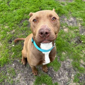Mandi -  Pit Bull Terrier Dog Available for Adoption in Wadena, Minnesota - Mandi | PetCurious
