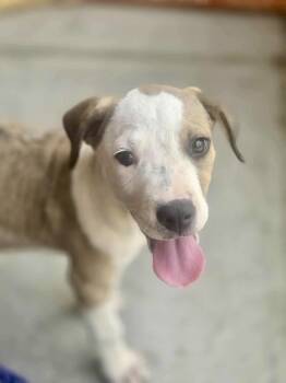 Rescue Hound Dogs for Adoption in Gillsville, Georgia - Booboo (Laundry Basket Litter) | PetCurious