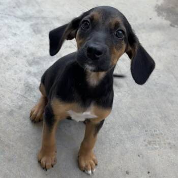 Zoot -  Beagle Dog for Adoption in Freeport, Florida - Zoot | PetCurious