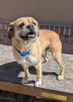 Border Terrier and Boxer Dogs Available for Adoption in Frisco, Colorado - TACO | PetCurious