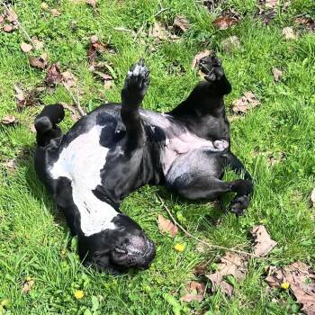 Dunkin aka Zeena -  Mixed Breed Dog for Adoption in Charleston, West Virginia - Dunkin Aka Zeena | PetCurious