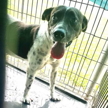 Australian Cattle Dog Blue Heeler and Mixed Breed Dogs Available for Adoption in Edinburg, Texas - Carrie Fisher | PetCurious