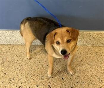 Beagle and Mixed Breed Dogs Available for Adoption in Doral, Florida - EVIE | PetCurious