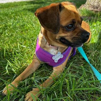 Pug and Beagle Dogs Available for Adoption in La Grange, Kentucky - Poppi | PetCurious
