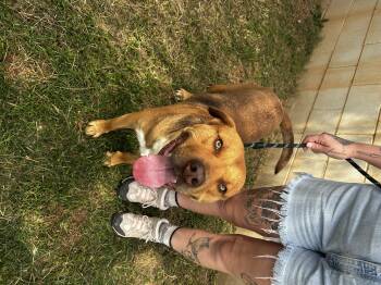 Rescue Pit Bull Terrier Dogs for Adoption in Guthrie, Oklahoma - Mustard | PetCurious