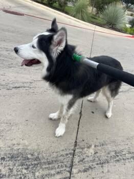 Luxe -  Siberian Husky Dog for Adoption in Austin, Texas - Luxe | PetCurious