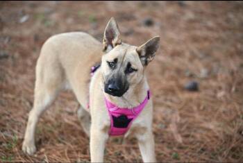 German Shepherd Dog and Husky Dogs Available for Adoption - Shep | PetCurious