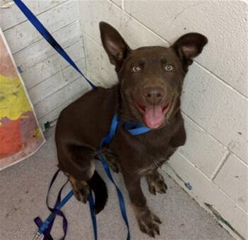 German Shepherd Dog Dogs Available for Adoption in San Bernardino, California - ROJO | PetCurious