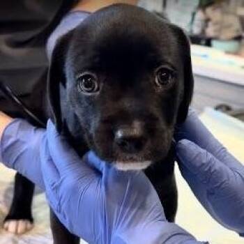 Rescue Mixed Breed Dogs for Adoption in South San Francisco, California - Tuxedo | PetCurious