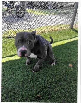 Sandy -  Pit Bull Terrier Dog for Adoption in Trenton, New Jersey - Sandy | PetCurious