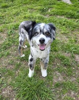 Rescue Australian Shepherd Dogs for Adoption in Troy, Illinois - Scooter | PetCurious