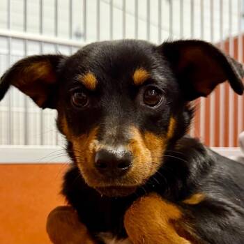 Rottweiler and Australian Shepherd Dogs Available for Adoption - Rosie (MR26-346) | PetCurious