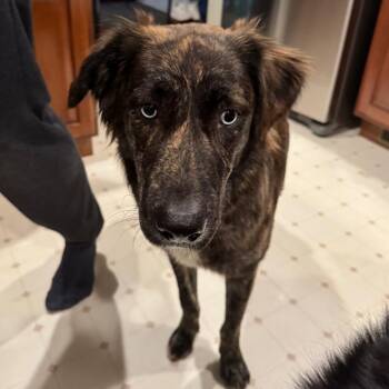 Mixed Breed Dogs Available for Adoption - Coffee | PetCurious