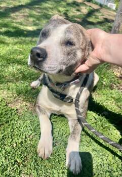 Vela -  Terrier and Pit Bull Terrier Dog for Adoption in Annapolis, Maryland - Vela | PetCurious
