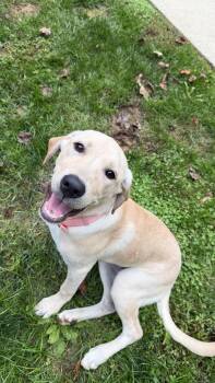 Flower -  Yellow Labrador Retriever Dog for Adoption in Ellicott City, Maryland - Flower | PetCurious