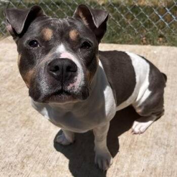 Remi -  Pit Bull Terrier Dog for Adoption in The Colony, Texas - Remi | PetCurious