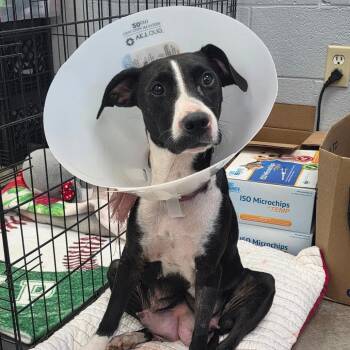 Queenie -  Mixed Breed Dog for Adoption in Duncan, Oklahoma - Queenie | PetCurious