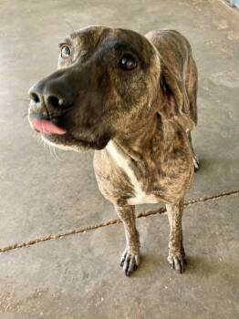 Rescue Black Mouth Cur and Plott Hound Dogs for Adoption in Columbia, Louisiana - Tigger | PetCurious