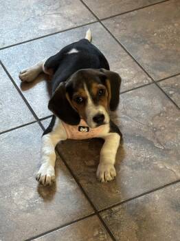 Beatrice -  Beagle Dog for Adoption in Florence, Kentucky - Beatrice | PetCurious