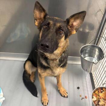 Eve -  German Shepherd Dog Dog for Adoption in Marshall, Virginia - Eve | PetCurious