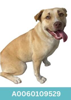 Pit Bull Terrier Dogs Available for Adoption - Whisper | PetCurious