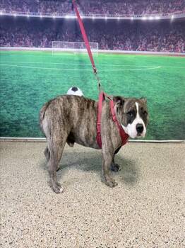 LUKE -  American Bulldog and Mixed Breed Dog for Adoption in Doral, Florida - LUKE | PetCurious